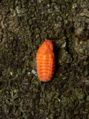 Coelostomidia zealandica