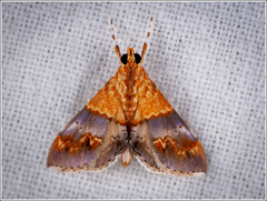 Tetracona amathealis