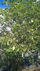 Celtis planchoniana