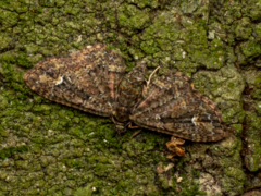 Pasiphilodes testulata