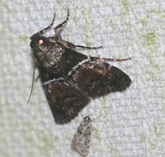 Orthaga atribasalis