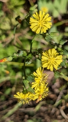 Youngia