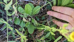 Youngia