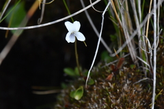 Viola cunninghamii