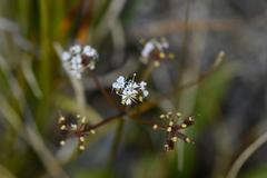 Gingidia decipiens
