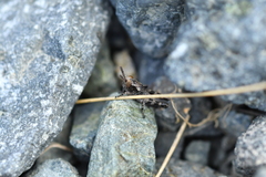 Sigaus australis