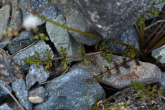 Gingidia decipiens