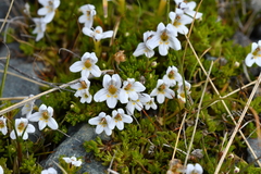 Euphrasia dyeri