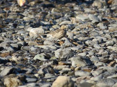 Anthus rubescens japonicus