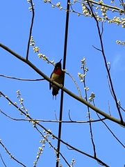 Aethopyga christinae