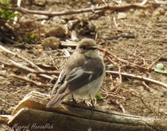 Ficedula hypoleuca