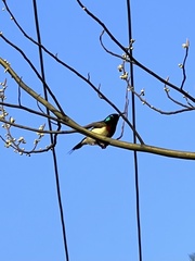 Aethopyga christinae