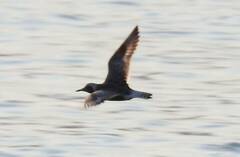 Pluvialis squatarola