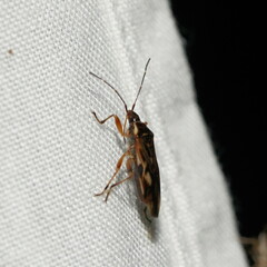 Trisecus pictus