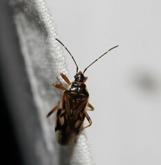 Trisecus pictus