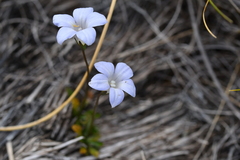 Wahlenbergia albomarginata