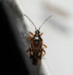 Trisecus pictus