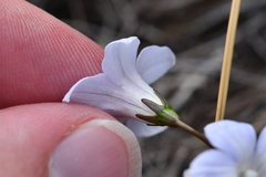 Wahlenbergia albomarginata