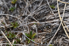 Wahlenbergia albomarginata