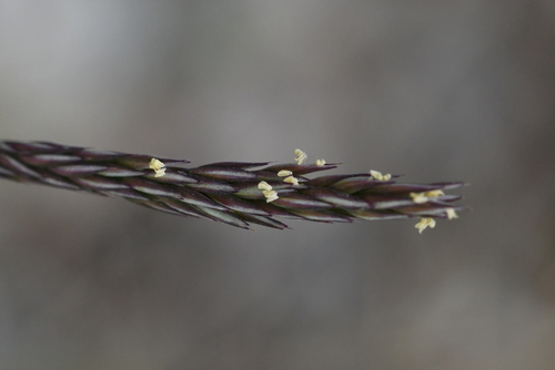 Agrostis dyeri observed 2023-01-01
