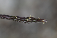 Agrostis dyeri