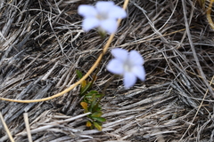 Wahlenbergia albomarginata