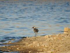 Pluvialis squatarola