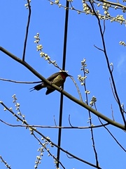 Aethopyga christinae