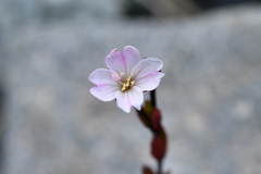 Epilobium glabellum