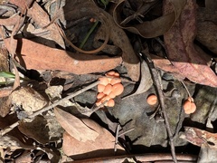 Lycogala
