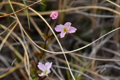 Epilobium glabellum