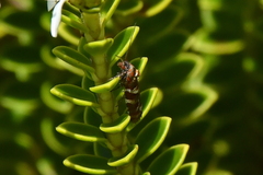 Harmologa sanguinea