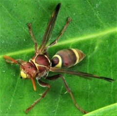 Polistes stigma