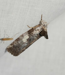 Gallaba ochropepla