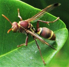 Polistes stigma