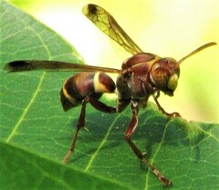 Polistes stigma