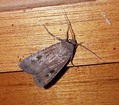 Agrotis infusa