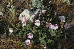 Erodium cazorlanum