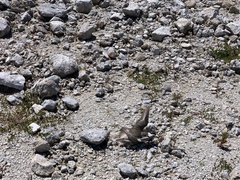 Charadrius bicinctus