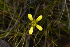 Ranunculus gracilipes