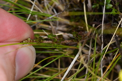 Ranunculus gracilipes
