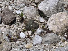 Charadrius bicinctus