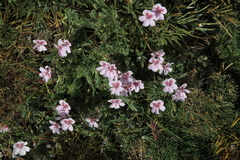 Erodium cazorlanum