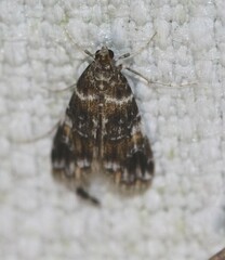Elophila responsalis