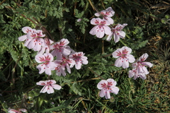 Erodium cazorlanum