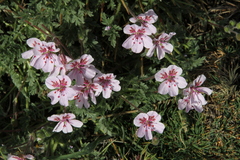 Erodium cazorlanum