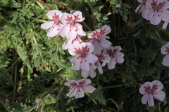 Erodium cazorlanum