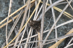 Heliothela atra
