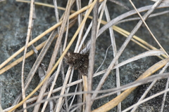 Heliothela atra