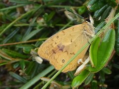 Heteronympha solandri